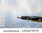 One swimming in water alligator in famous Deep Hole lake or pond in Myakka River State Park, Sarasota, Florida