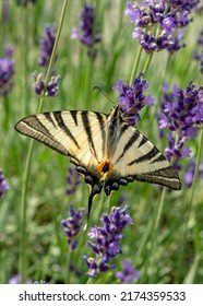 One tailed Scarce swallowtail (Iphiclides podalirius), also known as sail swallowtail or pear-tree swallowtail drinking nectar from lavender flower.