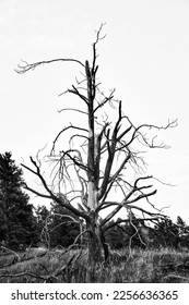 One tall gnarled tree with bare twisting branches surrounded by pine trees in a black and white landscape
