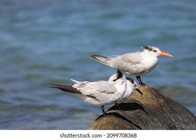 One tern with black beak one has orange beak so Wondering what color of  beak the one hiding it has