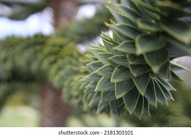 One Of Those Monkey Puzzle Trees I Don't Know The Actual Name Of