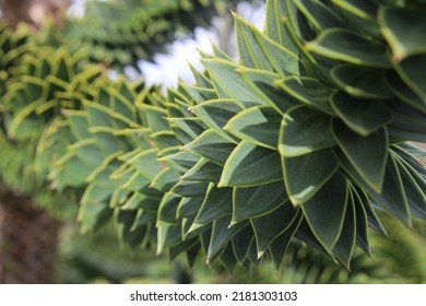 One Of Those Monkey Puzzle Trees I Don't Know The Actual Name Of