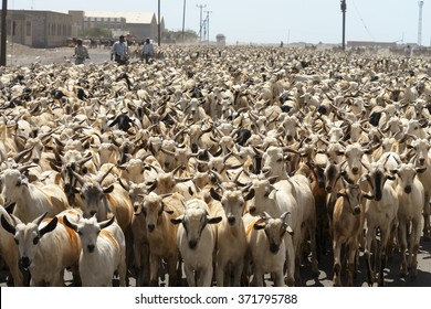 one-thousand-goats-260nw-371795788.jpg