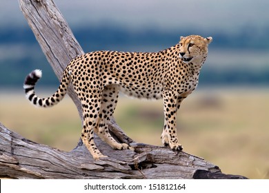 One of three Cheetah brothers on a dry branch, Mother: Honey, Masai Mara, Kenya