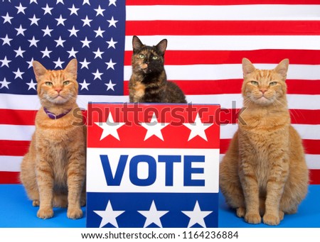 One tortoiseshell cat sitting behind a podium with VOTE sign on the front, orange tabby cat sitting on each side, all looking directly at viewer. Voting election theme. Copy space