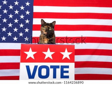 One tortoiseshell cat sitting behind a podium with VOTE sign on the front, orange tabby cat sitting on each side, all looking directly at viewer. Voting election theme. Copy space