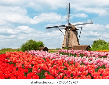 one traditional Dutch windmill of Zaanse Schans and rows of tulips, Netherlands - Powered by Shutterstock