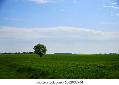 One tree in field