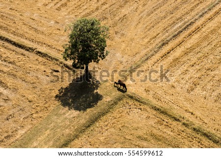 Similar – Zwei Kühe Landschaft