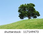 One tree on grassy hill and blue sky