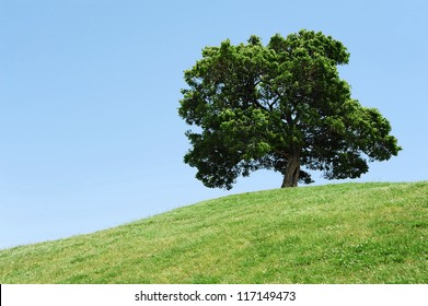 One Tree On Grassy Hill And Blue Sky