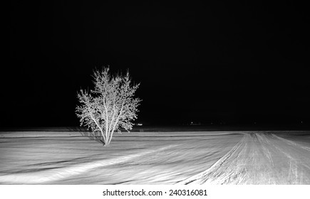 One Tree On Snow Covered Ground At Night In Black And White