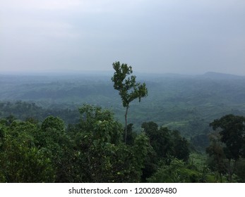 One Tree Is Taller Than Any Tree In This Picture. This Is Top Of The Mountain View.