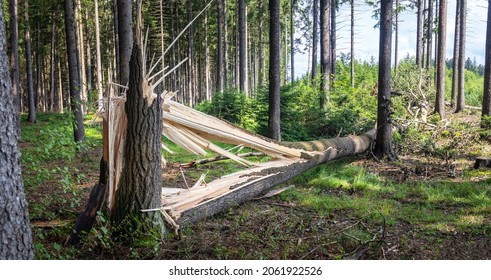 one tree trunk broken by strong winds and fallen to the ground, in a coniferous forest - Powered by Shutterstock