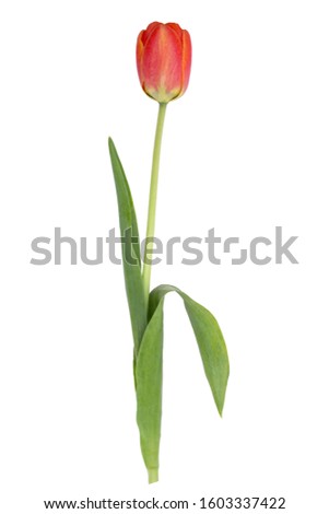 One tulip isolated on white background. Top view. Close-up.