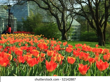 One Tulip Is Taller Than The Others In The Brooklyn Botanical Gardens In Brooklyn, New York