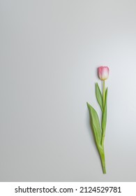 One Tulip, White And Pink, Plan From Above. Gray Background, There Is A Place For Text.
Congratulations Concept, March 8