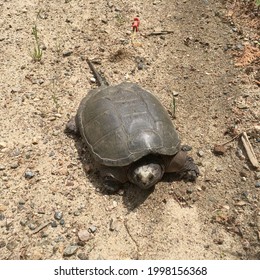 One Turtle On The Sand In North America - Canada