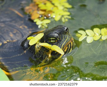 one turtle is taking rest in the pool water, there are many water plants