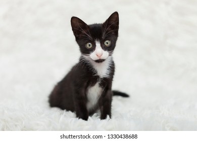 One Tuxedo Kitten Sitting On Top Of A White Shag Rug Alone.