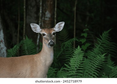 one two deer standing looking 