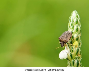 One type of brown stink bug or true bug walks on wildflowers