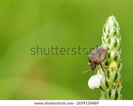 One type of brown stink bug or true bug walks on wildflowers