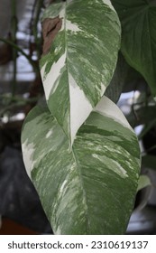one type of plant Epipremnum pinnatum which has a white varigated leaf pattern