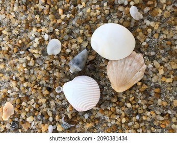 One Of The Types Of Seashell That Can Be Found In Terengganu Beach