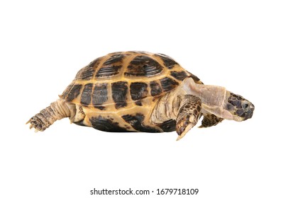 One Typical Tortoise On White Background; Isolated, Close Up