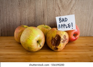 One Ugly Apple In Front Of Four Good Apples And The Rotten Apple  With A White Card That Says Bad Apple!