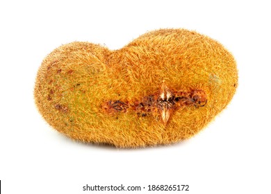 One Ugly Kiwi Mutant Fruit Isolated On White Background