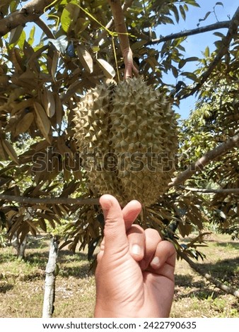 One of the unique fruits from Indonesia 