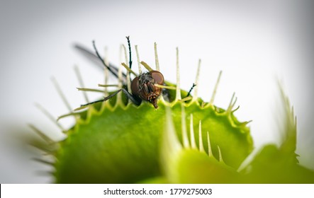 One Unlucky Green Bottle Fly Trapped Inside A Hungry Venus Fly Trap