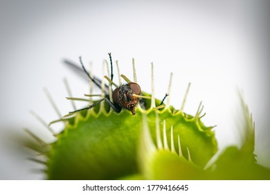 One Unlucky Green Bottle Fly Trapped Inside A Hungry Venus Fly Trap Plant