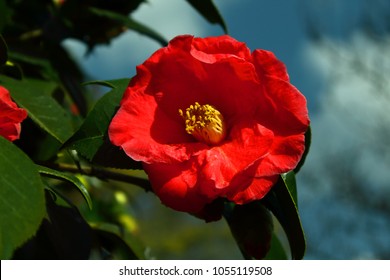 One Variety Of The Camellia Flower, The Camellia Japonica, Is The State Flower Of Alabama And Is Native To China, Japan, And Southeast Asia. The Camellia Flower Is A Member Of The Theaceae, Or Tea, Fa