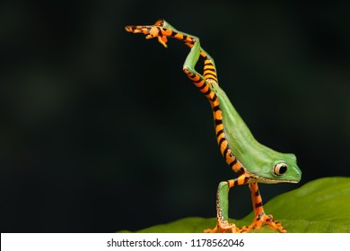 305,082 Frog Images, Stock Photos & Vectors | Shutterstock