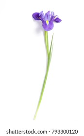 one Violet Irises xiphium (Bulbous iris, sibirica) on white background with space for text. Top view, flat lay. Holiday greeting card for Valentine's Day, Woman's Day, Mother's Day, Easter!