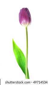 One violet tulip isolated close up