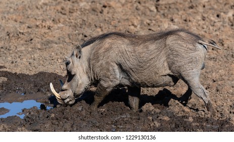 One warthog drinking water at a waterhole in the Mokala National Park in South Africa