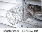 One way exclusion tunnel and wire mesh installed to eliminate rodents in attic; animal hair and bent tongs showing signs of forced entry