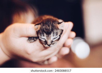 a one week old kitten in the hands with closed eyes a blind newborn striped gray and brown kitten being fed by a human mother refused - Powered by Shutterstock