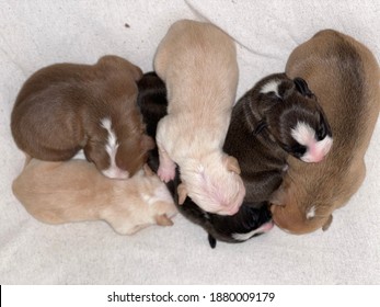 One Week Old Pitbull Puppies