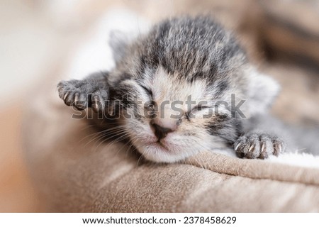 One week old small newborn kitten on a white background. Cute little gray kitten sleeping curled up on a blanket, close-up.Close up of the faces of cute kitten lying on a cat pillow.