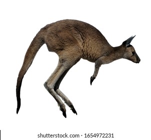 One Western Gray Kangaroo Jumping isolated on white background. No people. Copy space