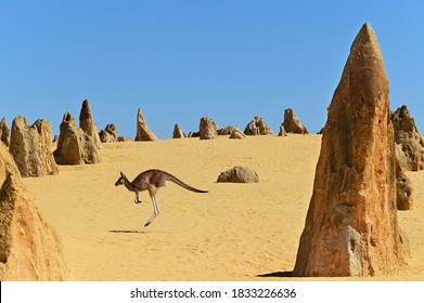 One western grey kangaroos hopping in the Pinnacles Desert near Cervantes in Western Australia.