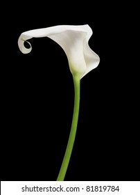 One White Cala Lily Isolated On Black Background