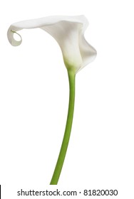 One White Cala Lily Isolated On White Background