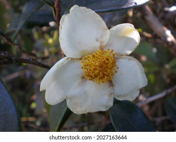 One White Camellia Sinensis Flower At PhuLuang Wildlife Sanctuary In Loei Province