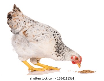 one white chicken pecking grains, isolated on white background, studio shoot - Shutterstock ID 1884111361